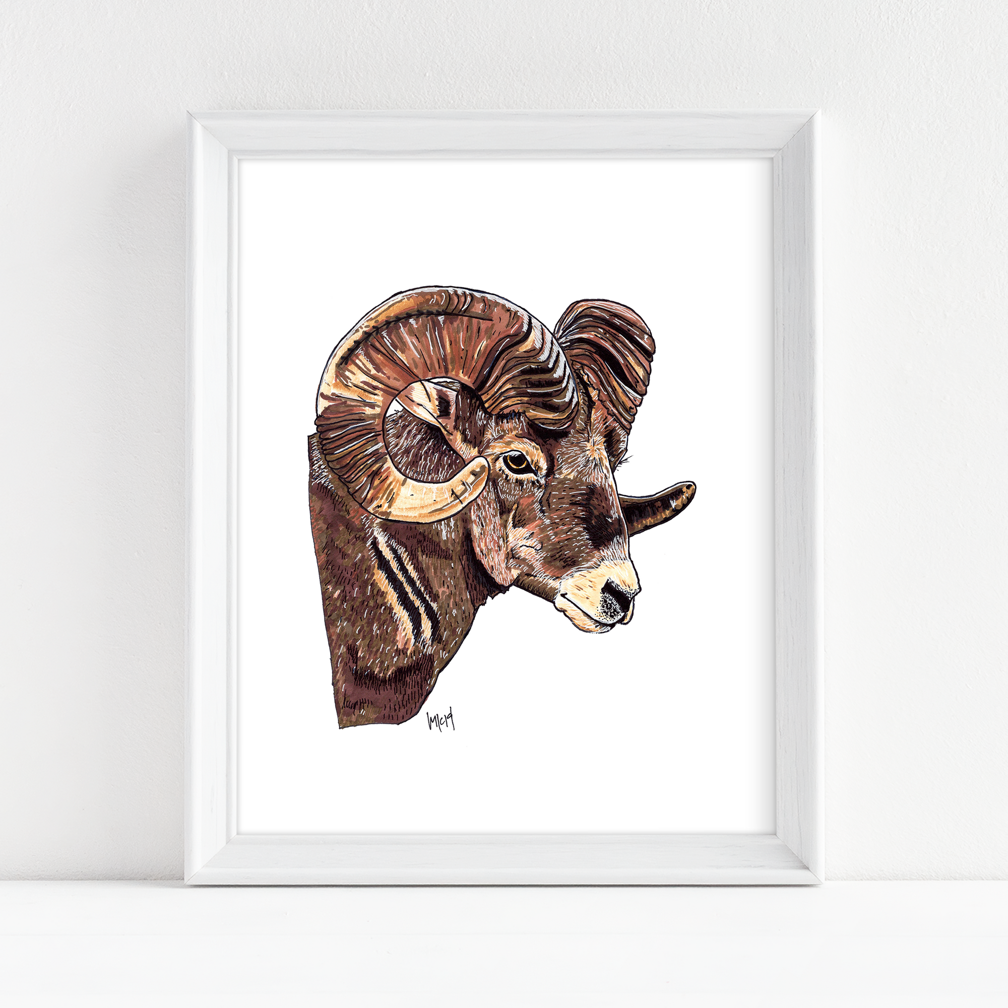Big Horn Sheep - Fine Art Print