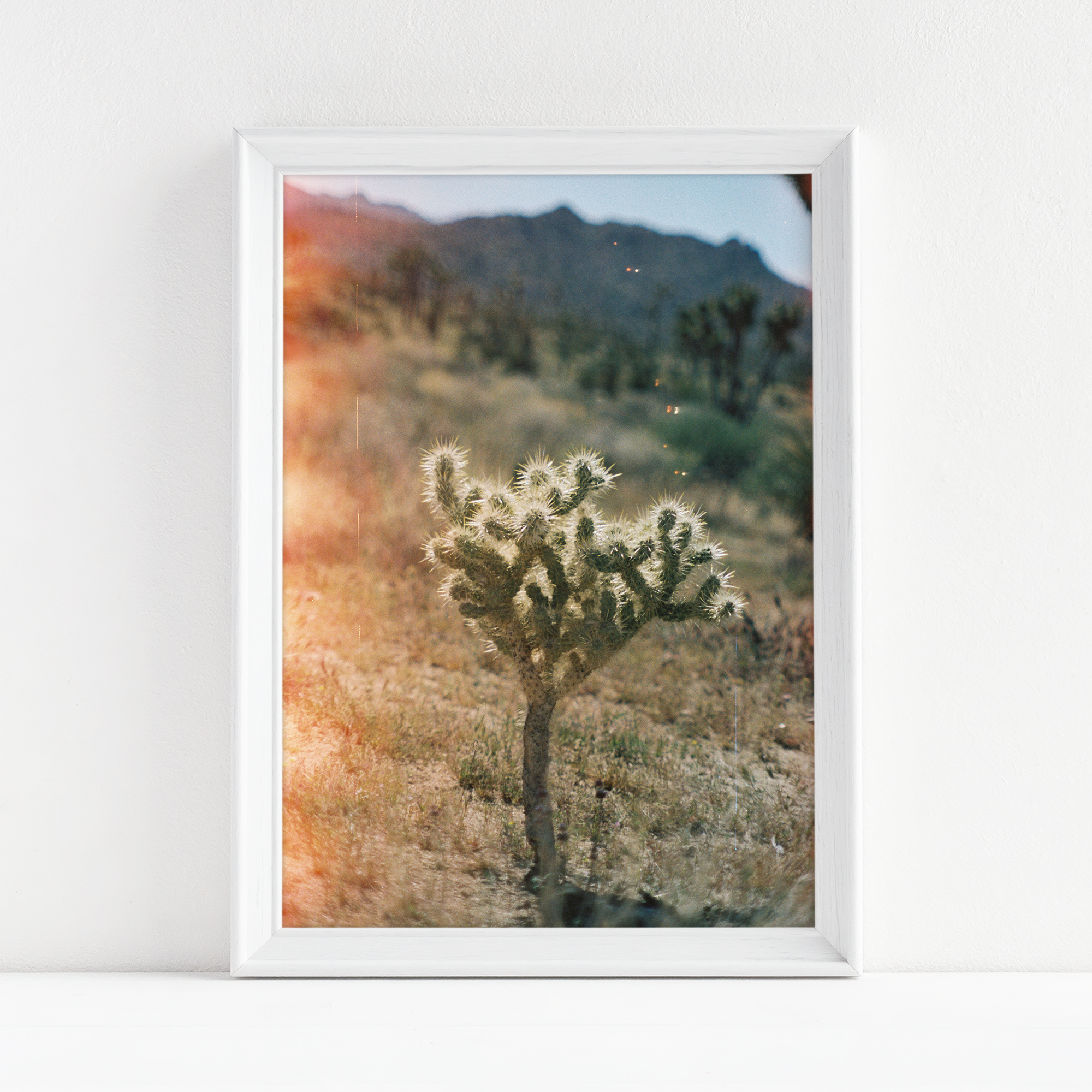 "cactus" - Photography Print